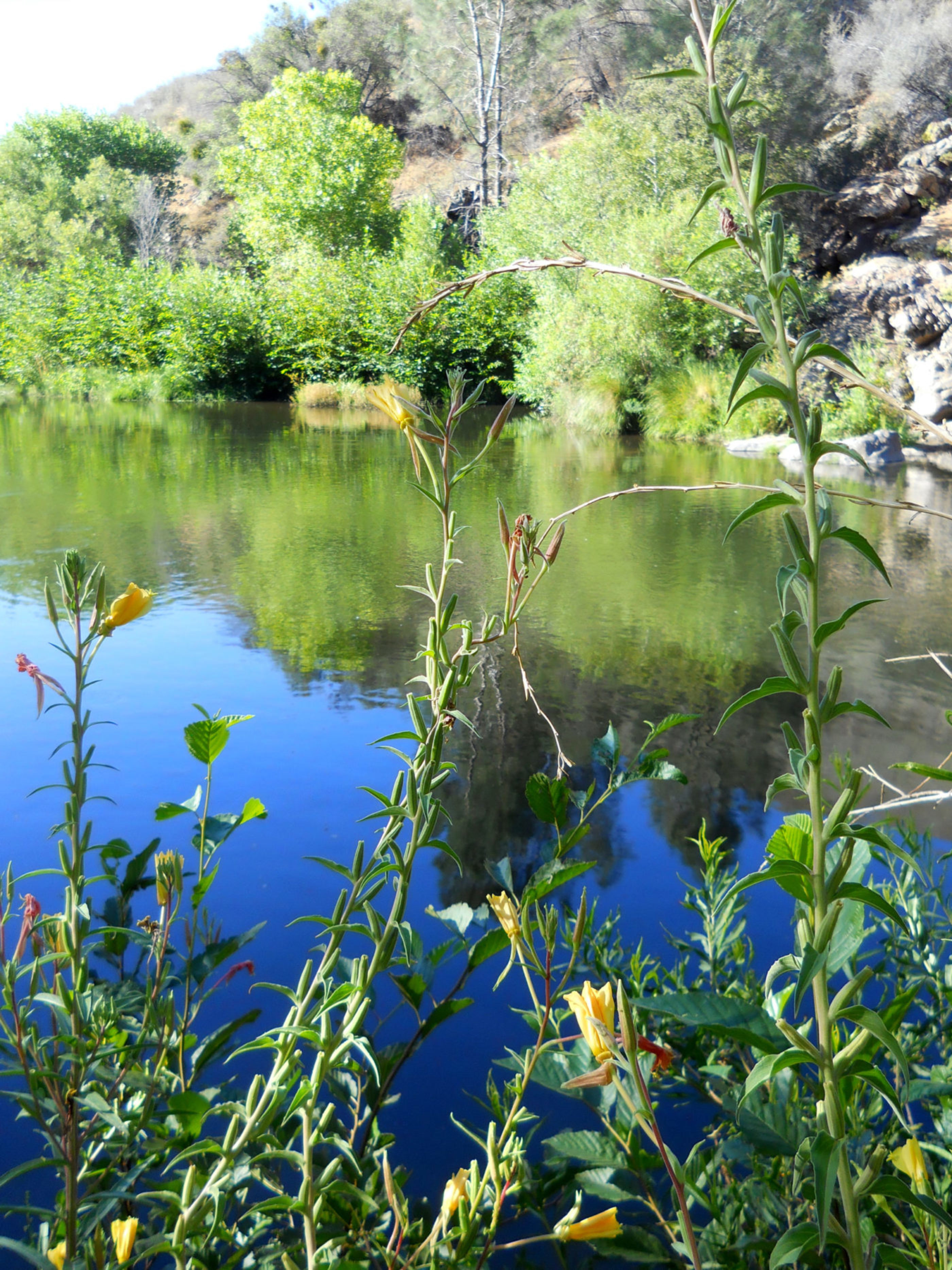 Wild and Scenic Kern River  5,000 Miles of Wild - 5,000 Miles of Wild